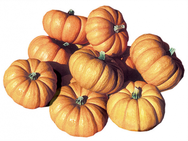 Jack Be Little Pumpkin F1 Seeds 1000 seeds