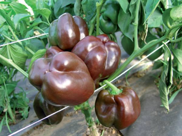 Ingrid Pepper Seeds 250 seeds