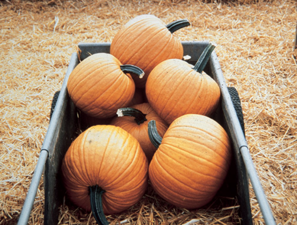 Racer F1 Pumpkins Seeds 250 seeds