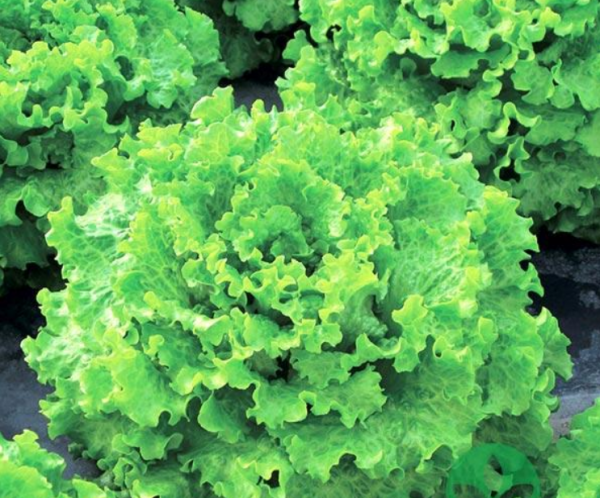 Guenola F1 Lettuce Seeds 1000 seeds