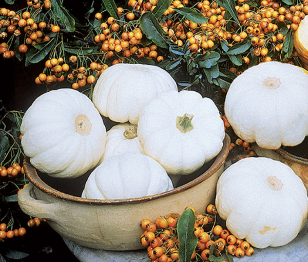 Baby Boo F1 Pumpkin Seeds 1000 seeds