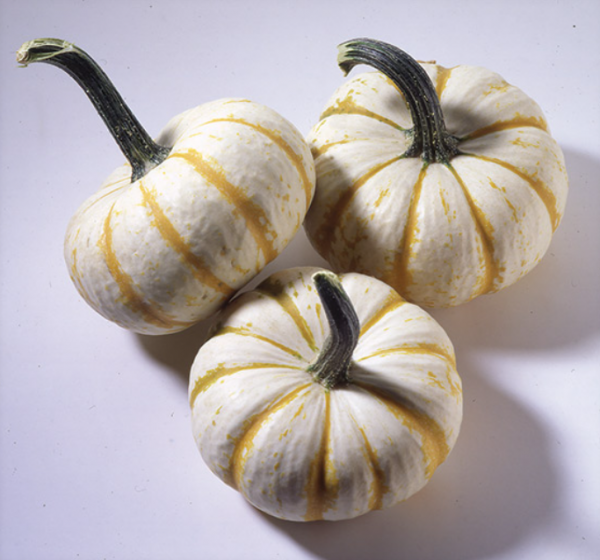 Concerto F1 Decorative Gourd seeds 250 seeds