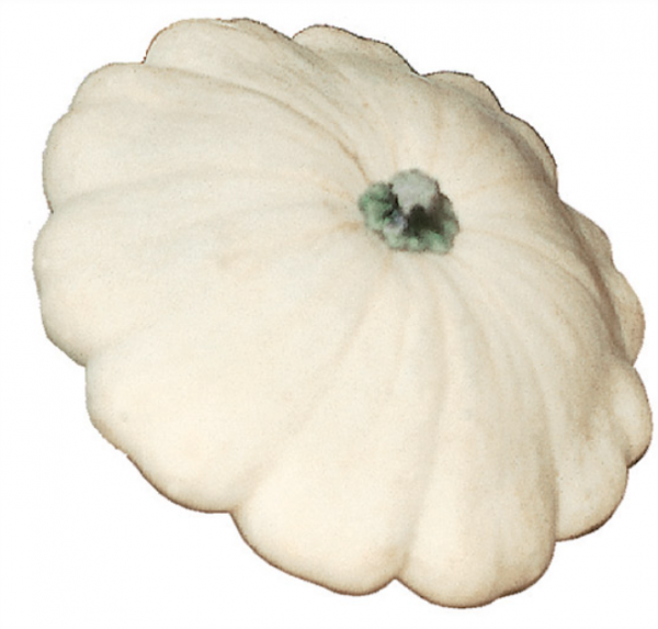 Patisson Blanc F1 Pumpkin Seeds 1000 seeds