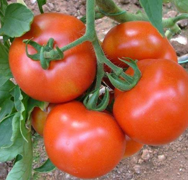 Grando F1 Tomato Seeds 500 seeds