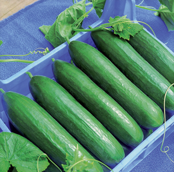 Paska Cucumber Seeds 1000 seeds