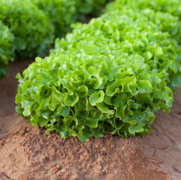 Kireve Lettuce Seeds 5000 seeds