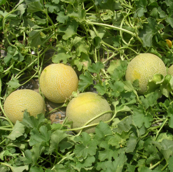 E709 F1 Melon Seeds 500 seeds