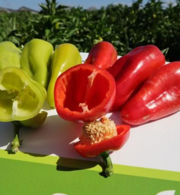 Simona Peppers Seeds 1000 seeds