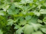 Novas Parsley Seeds
