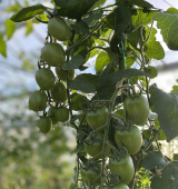 Red Heart F1 Tomato Seeds 500 seeds