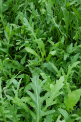 Flash F1 Rukola Seeds 250gr seeds