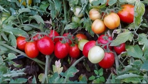 CXD 142 F1 Tomato Seeds 1000 seeds - 1000 seeds