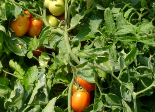 Frisco F1 Tomato Seeds