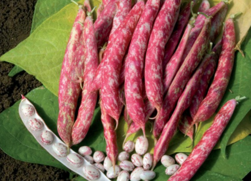 Flambo F1 Bean Seeds
