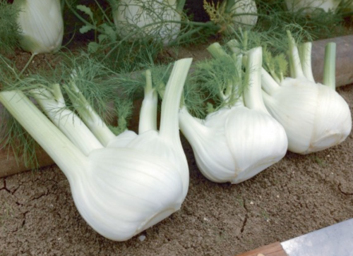 Bellotto F1 Fennel Seeds
