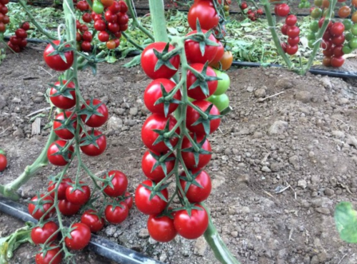 Prodigio F1 Tomato Seeds