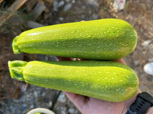 HMC 24291 F1 Zucchini Seeds