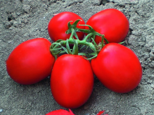 CXD 262 F1 Tomato Seeds