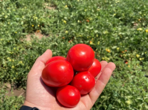 Sipontum F1 Tomato Seeds