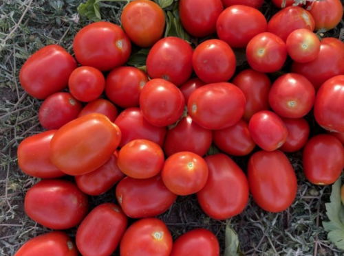 Aprix F1 Tomato Seeds - 10.000 seeds - 10.000 seeds