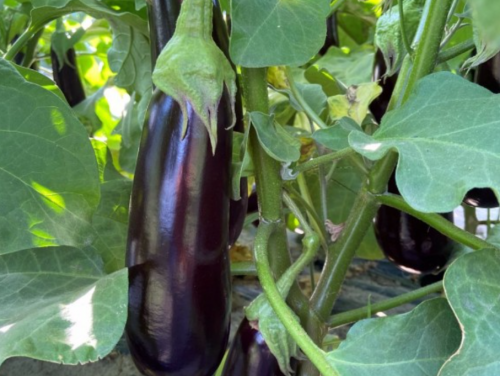 Kazimir F1 Eggplant Seeds