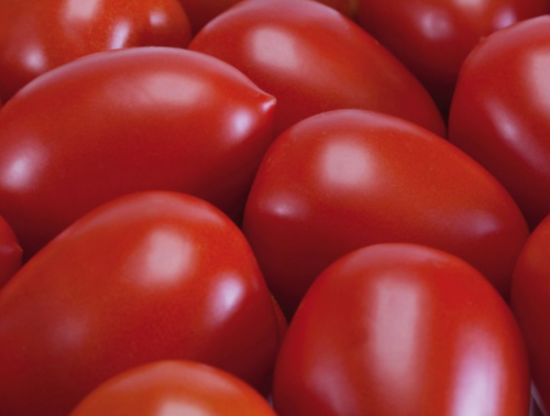 Dyno F1 Tomato Seeds