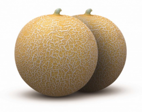 Mistral F1 Melon Seeds