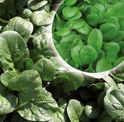 SPINACH SEEDS - Strongher Spinach Seeds 50.000 seeds - 50.000 seeds