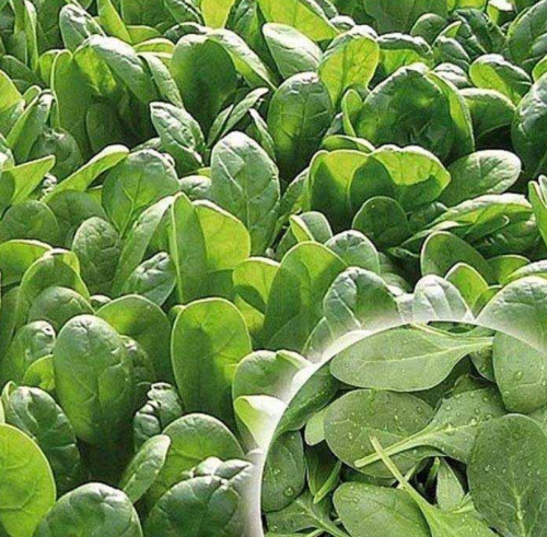 SPINACH SEEDS - Power F1 Spinach Seeds 50.000 seeds - 50.000 seeds