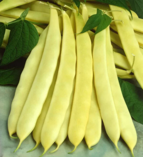 BEANS SEEDS - Capitano F1 Beans Seeds 1Kg - 1kg seeds