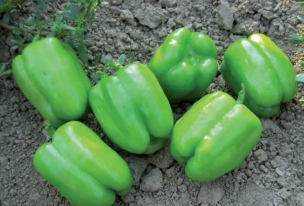 Agnes (HMC57026) F1 Pepper Seeds