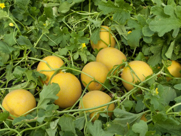 Lambada F1 Melon Seeds