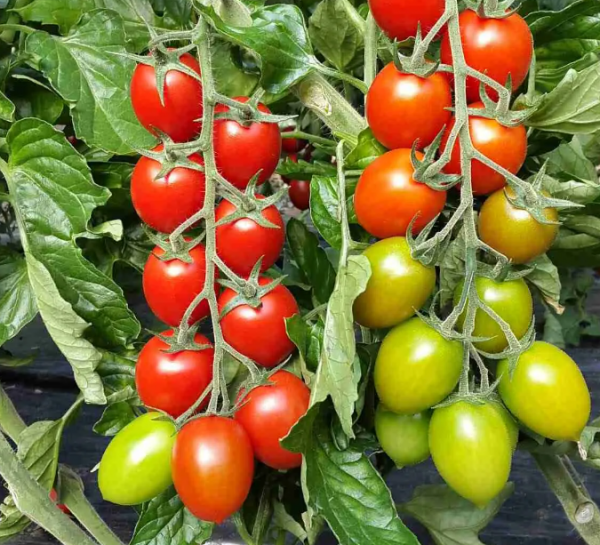 Potterino Tomato Seeds 1000 seeds