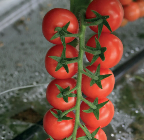 Timbuktu F1 Tomato Seeds 1000 seeds