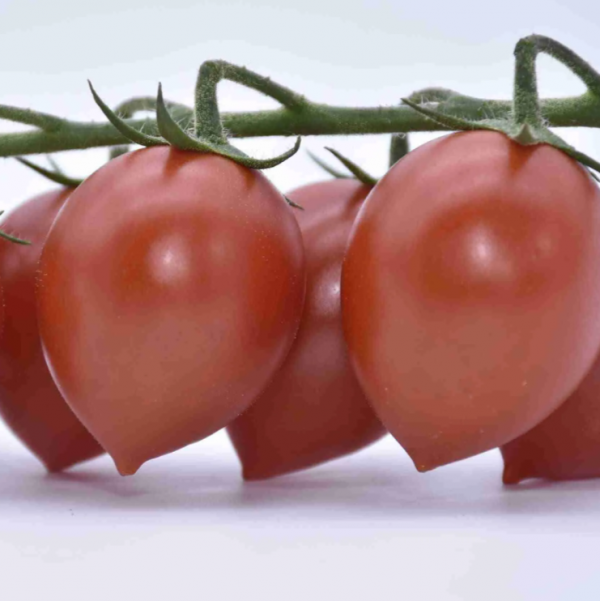 Potterino Tomato Seeds 1000 seeds