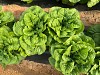 Conan (P) Lettuce Seeds 5000 seeds