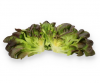 Warhol Lettuce Seeds 5000 seeds