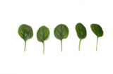 Budgerigar Spinach Seeds 1.000.000 seeds