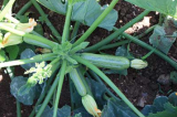 Vesuvio Zucchini Seeds 500 seeds