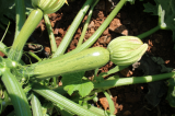 Flame Zucchini Seeds 500 seeds