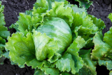 Quetglas Lettuce Seeds 5000 seeds