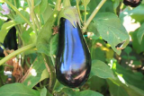 Beuno F1 Eggplant Seeds 1000 seeds