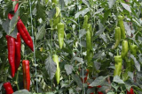 Shelby Pepper Seeds 500 seeds