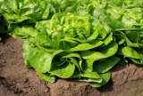 Evadne Lettuce Seeds 5000 seeds