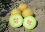 Dante Melon Seeds 500 seeds