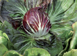 TT 4010 F1 Radicchio Seeds 5000 seeds