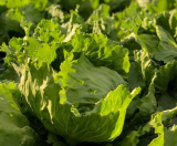 Glendana Lettuce Seeds 5000 seeds