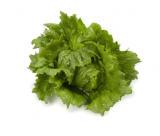 Toscanas Lettuce Seeds 5000 seeds