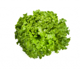 Grazion Lettuce Seeds 5000 seeds