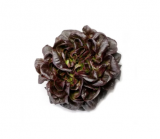Gaugin Lettuce Seeds 5000 seeds